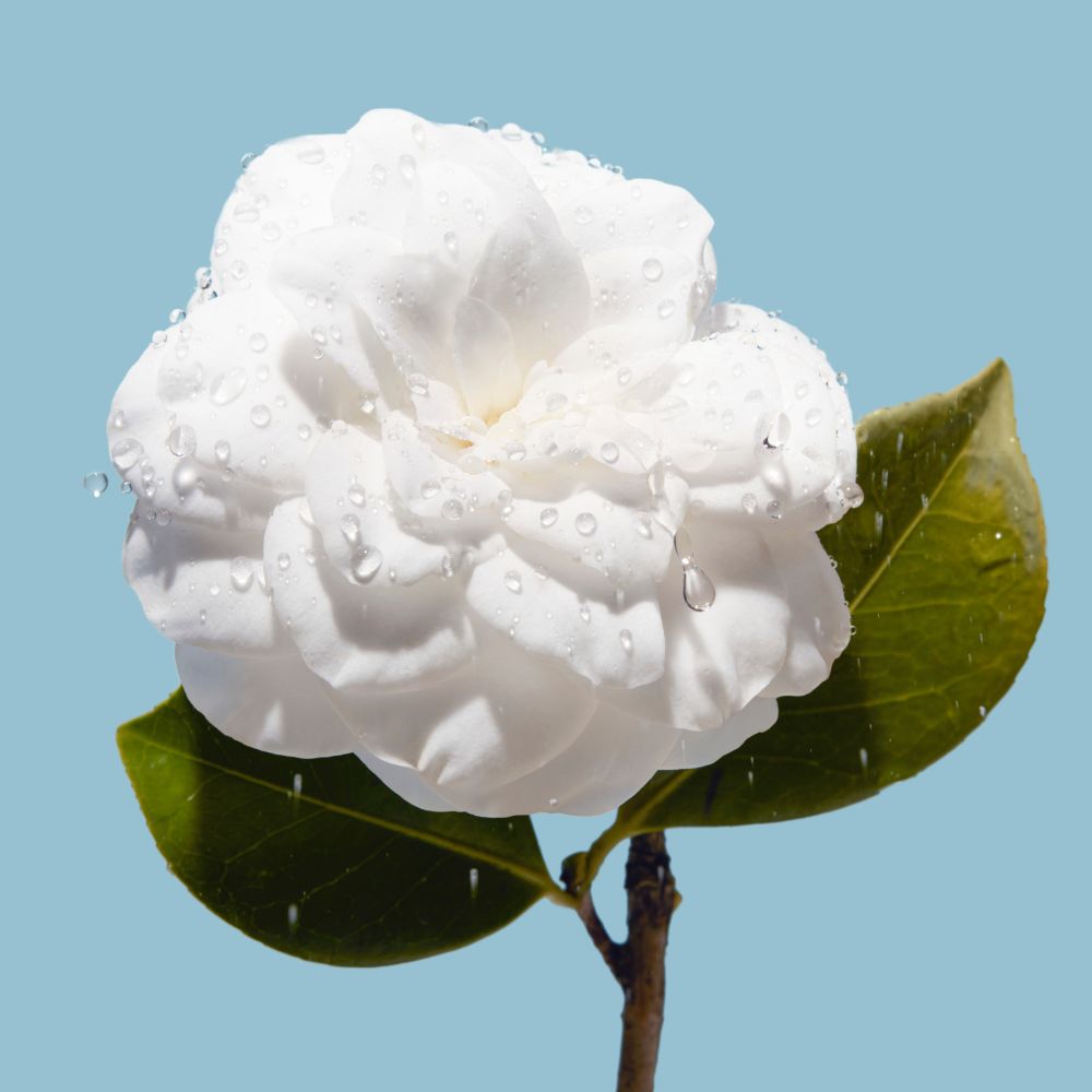 HYDRA BEAUTY MICRO CRÈME